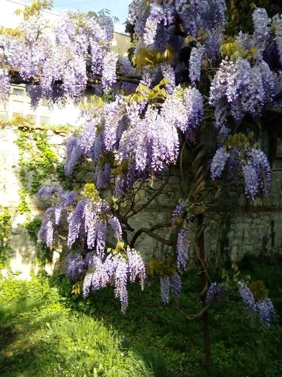 维琴察桂花住宿加早餐旅馆住宿加早餐旅馆 外观 照片